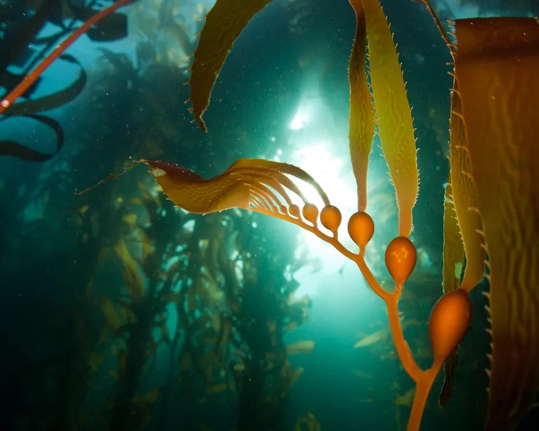 Close-up of kelp with sunlight filtering through water, underwater scene