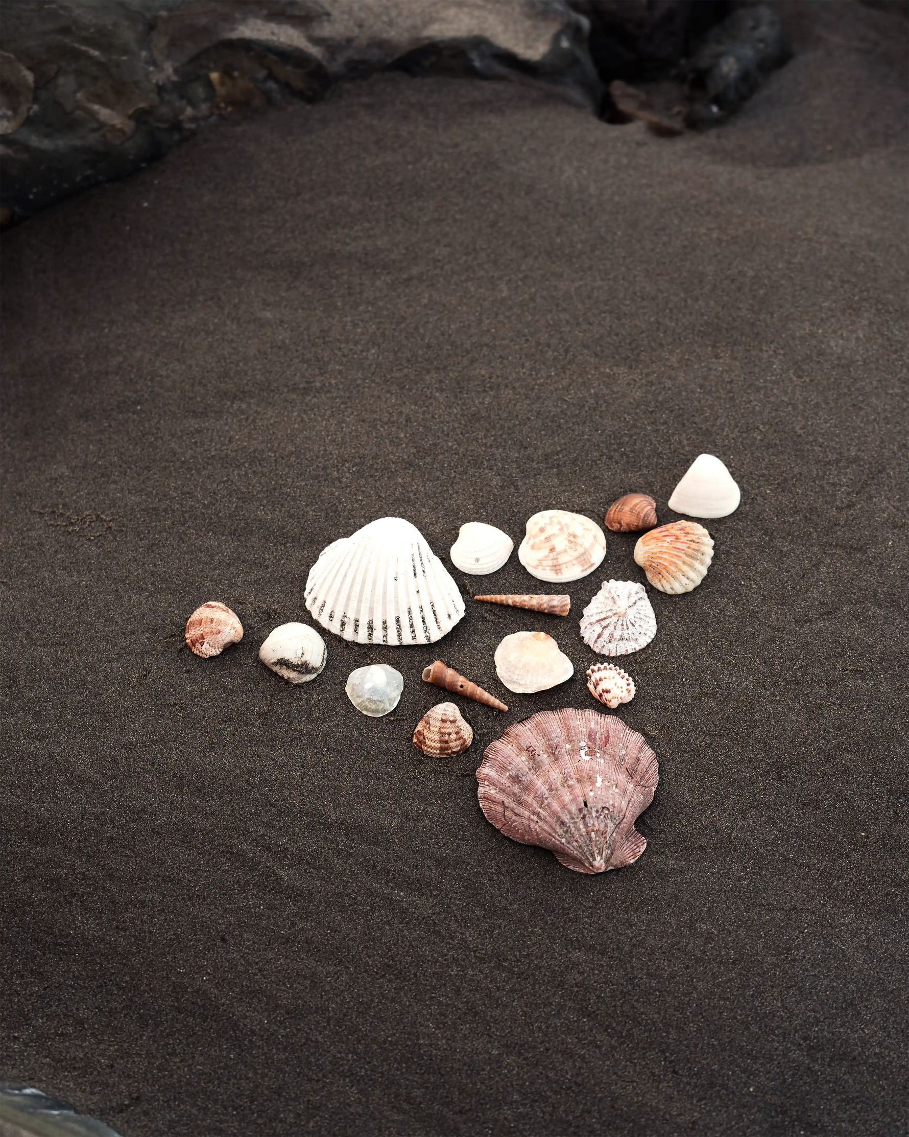Drawing of natural women underwear made of seashells in dark sand