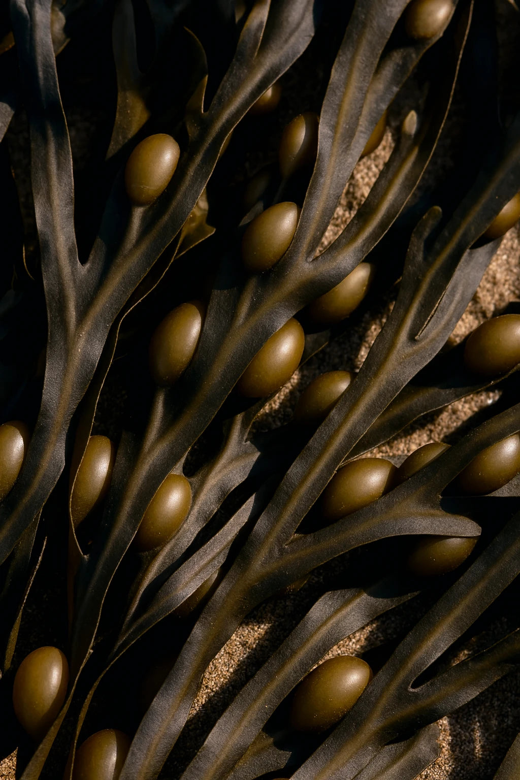 Close-up of Icelandic seaweed
