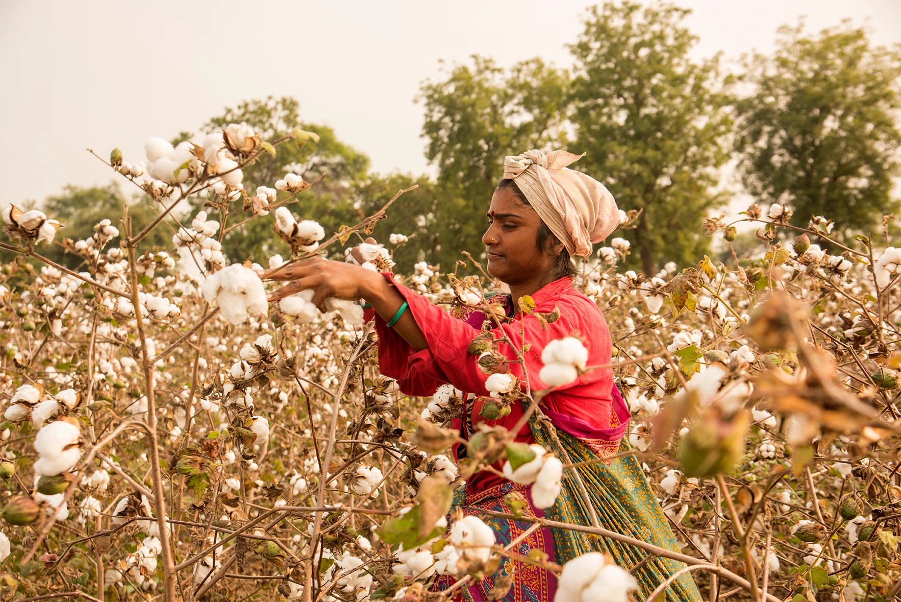 Woman harvesting organic cotton in a field outlining regenerative practices